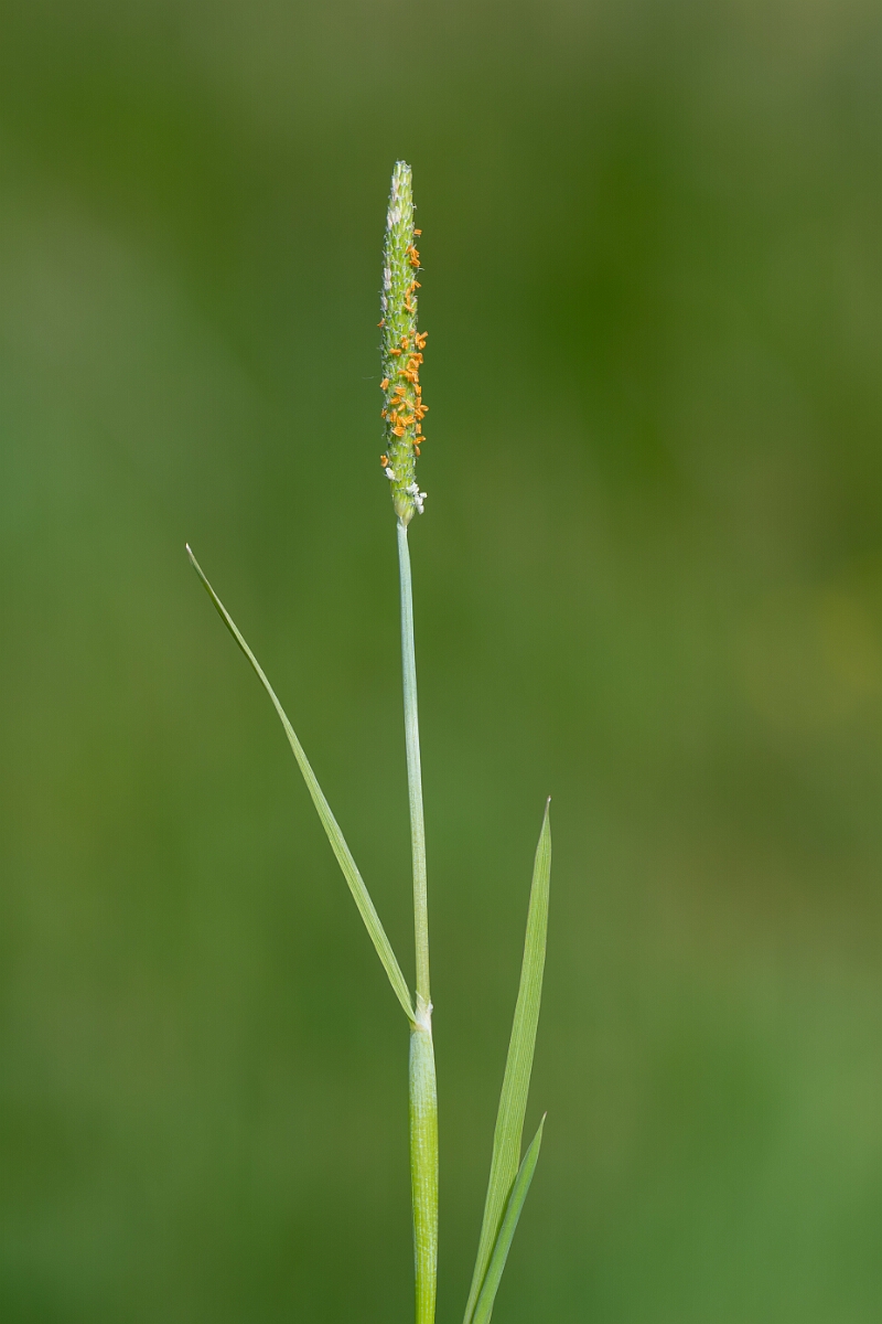 David Plant Photography - Wildlife Photography - Orange foxtail - C.jpg - Orange foxtail, Alopecurus aequalis, panicle - Norfolk