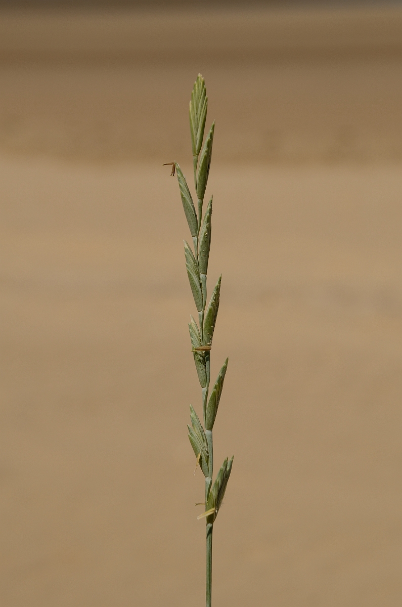 David Plant Photography - Wildlife Photography - Sand couch - B.jpg - Sand couch panicle - Norfolk