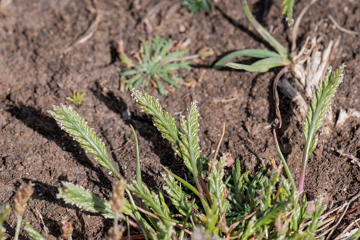 David Plant Photography - Wildlife Photography - Sea fern-grass - C.jpg - Sea fern-grass, Catapodium marinum, plant - North Somerset
