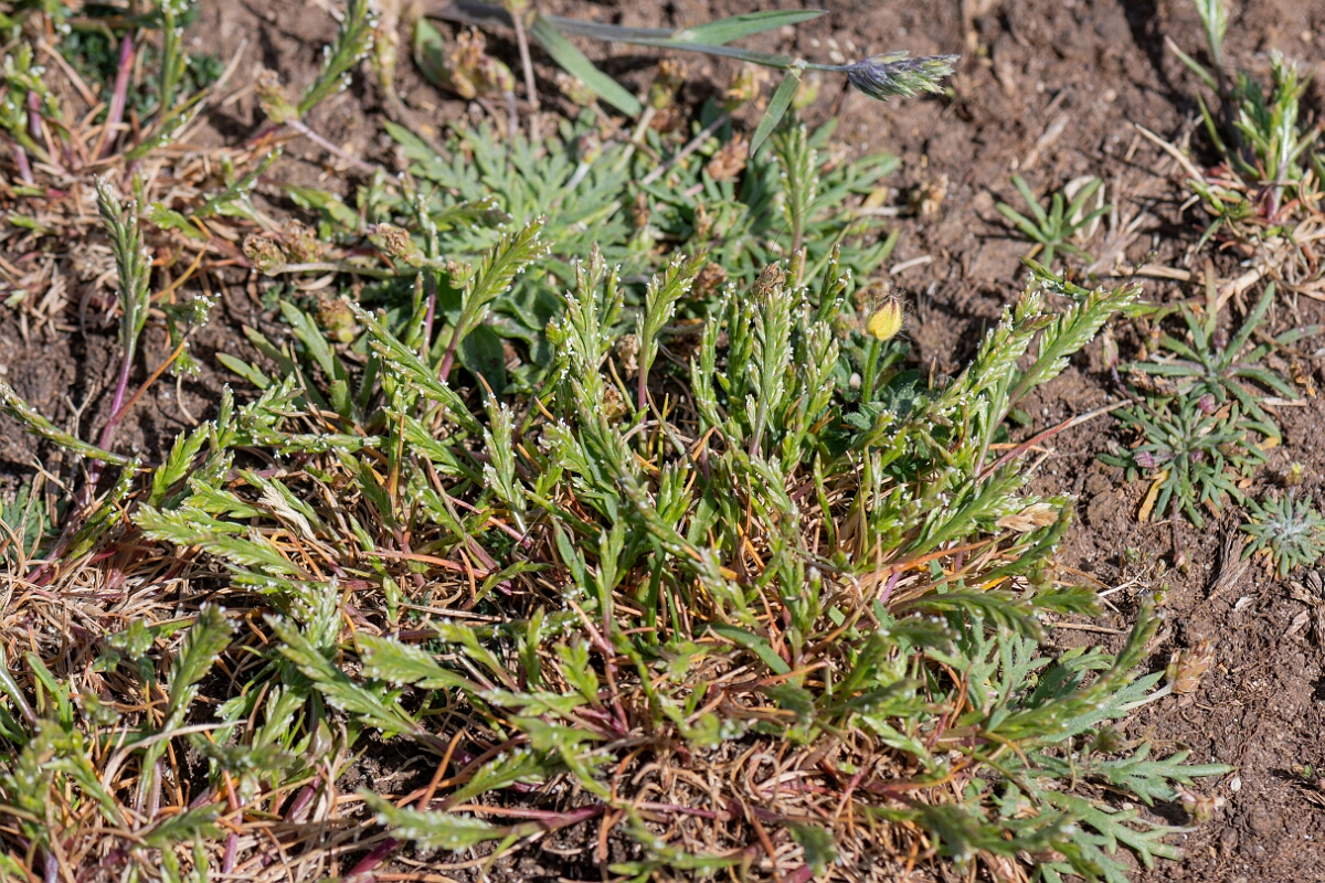 David Plant Photography - Wildlife Photography - Sea fern-grass - D.jpg - Sea fern-grass, Catapodium marinum, plant - North Somerset