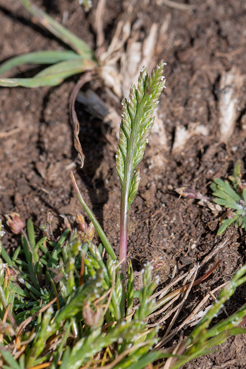 David Plant Photography - Wildlife Photography - Sea fern-grass - E.jpg - Sea fern-grass, Catapodium marinum, panicle - North Somerset