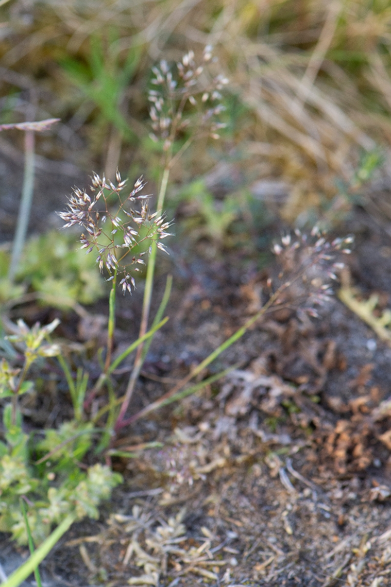David Plant Photography - Wildlife Photography - Silver hair-grass - C.JPG - Silver hair-grass, plant - Suffolk
