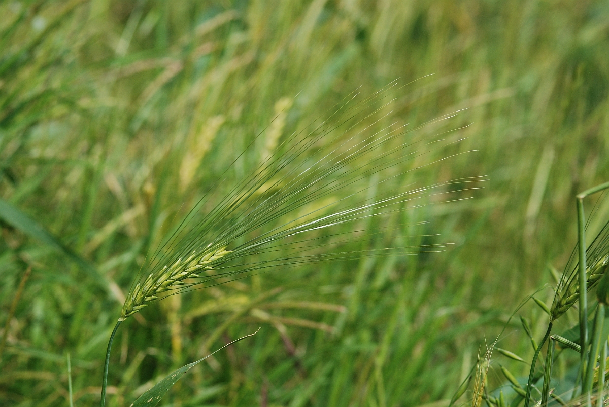 David Plant Photography - Wildlife Photography - Six-rowed barley - B.JPG - Six-rowed barley panicle - Hertfordshire