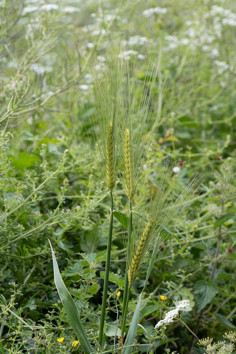 David Plant Photography - Wildlife Photography - Six-rowed barley - D.jpg - Six-rowed barley, Hordeum vulgare, panicle - Gloucestershire