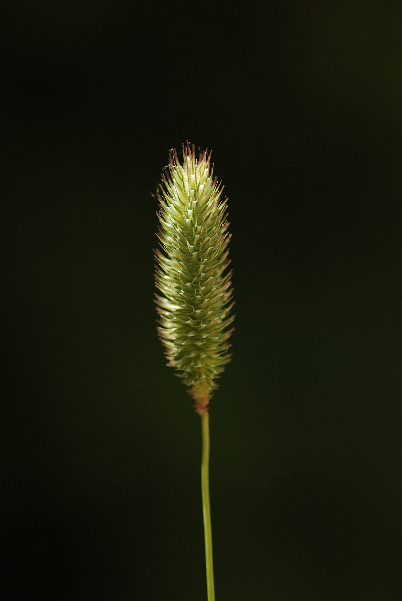 David Plant Photography - Wildlife Photography - Smaller catstail - A.jpg - Smaller catstail panicle - Hertfordshire