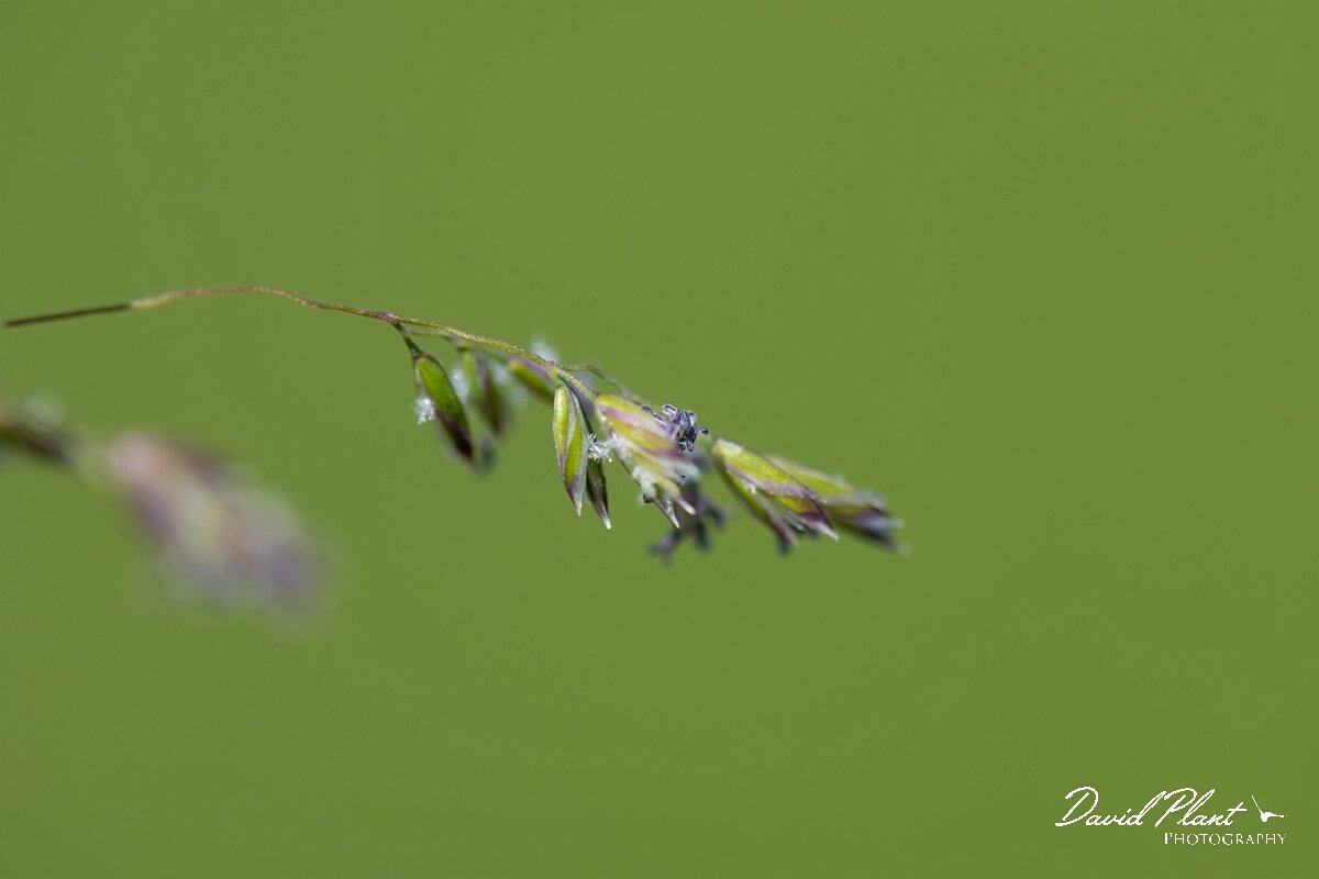 David Plant Photography - Wildlife Photography - Smooth meadow-grass - A.jpg - Smooth meadow-grass, Poa pratensis, spikelet - Norfolk