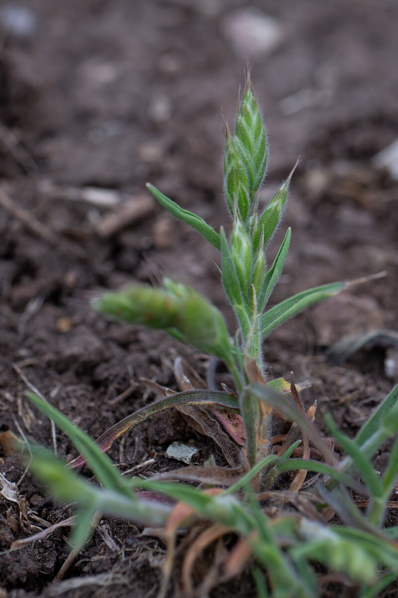 David Plant Photography - Wildlife Photography - Soft brome, thominei - C.jpg - Soft brome, subspecies thominei - Cornwall