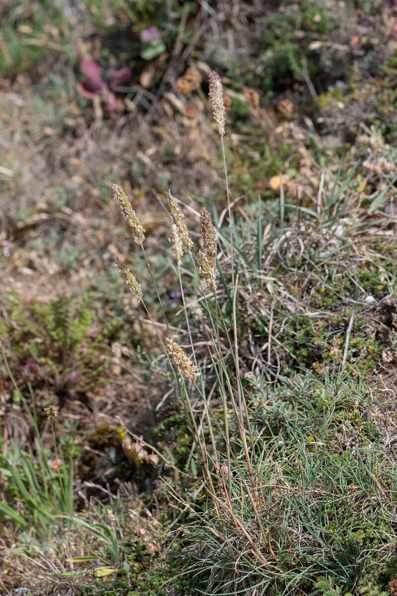 David Plant Photography - Wildlife Photography - Somerset hair-grass - A.jpg - Somerset hair-grass, Koeleria vallesiana, plant - North Somerset