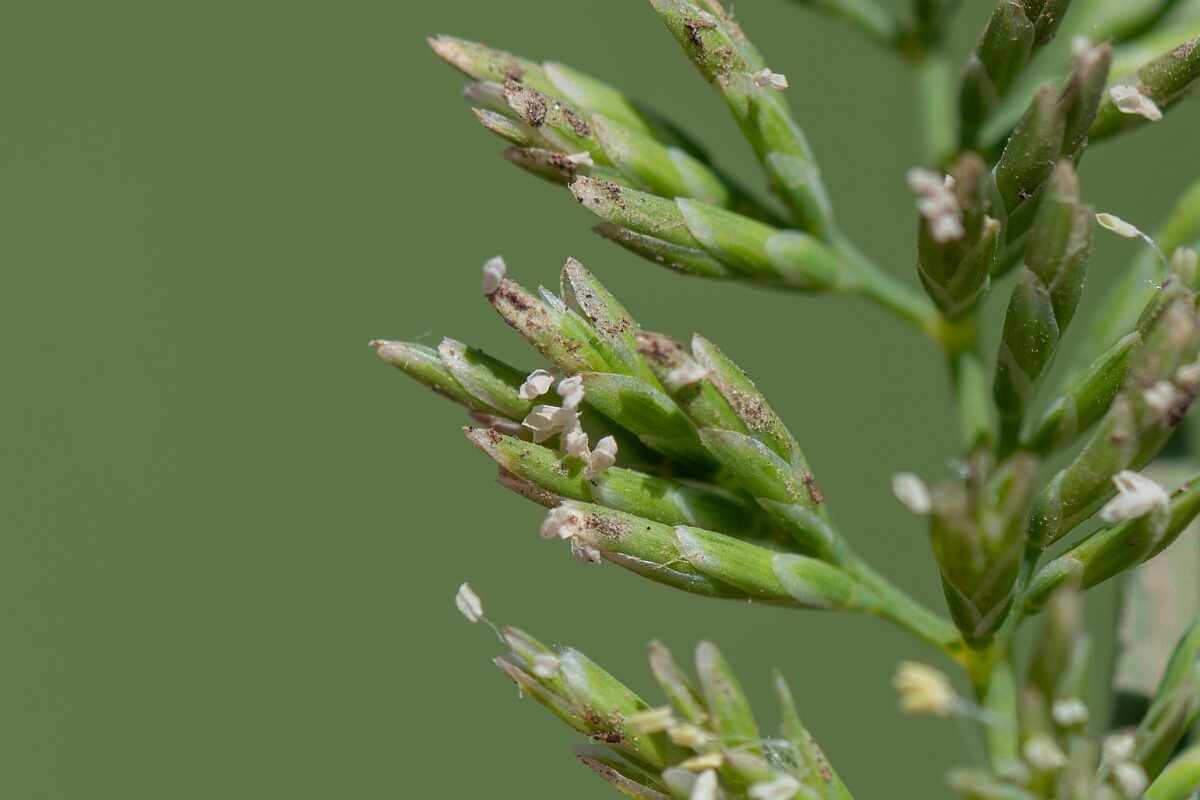 David Plant Photography - Wildlife Photography - Stiff saltmarsh-grass - A.jpg - Stiff saltmarsh-grass, Puccinellia rupestris, spikelets - North Somerset