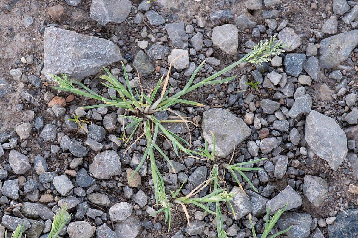 David Plant Photography - Wildlife Photography - Stiff saltmarsh-grass - C.jpg - Stiff saltmarsh-grass, Puccinellia rupestris, plant - North Somerset