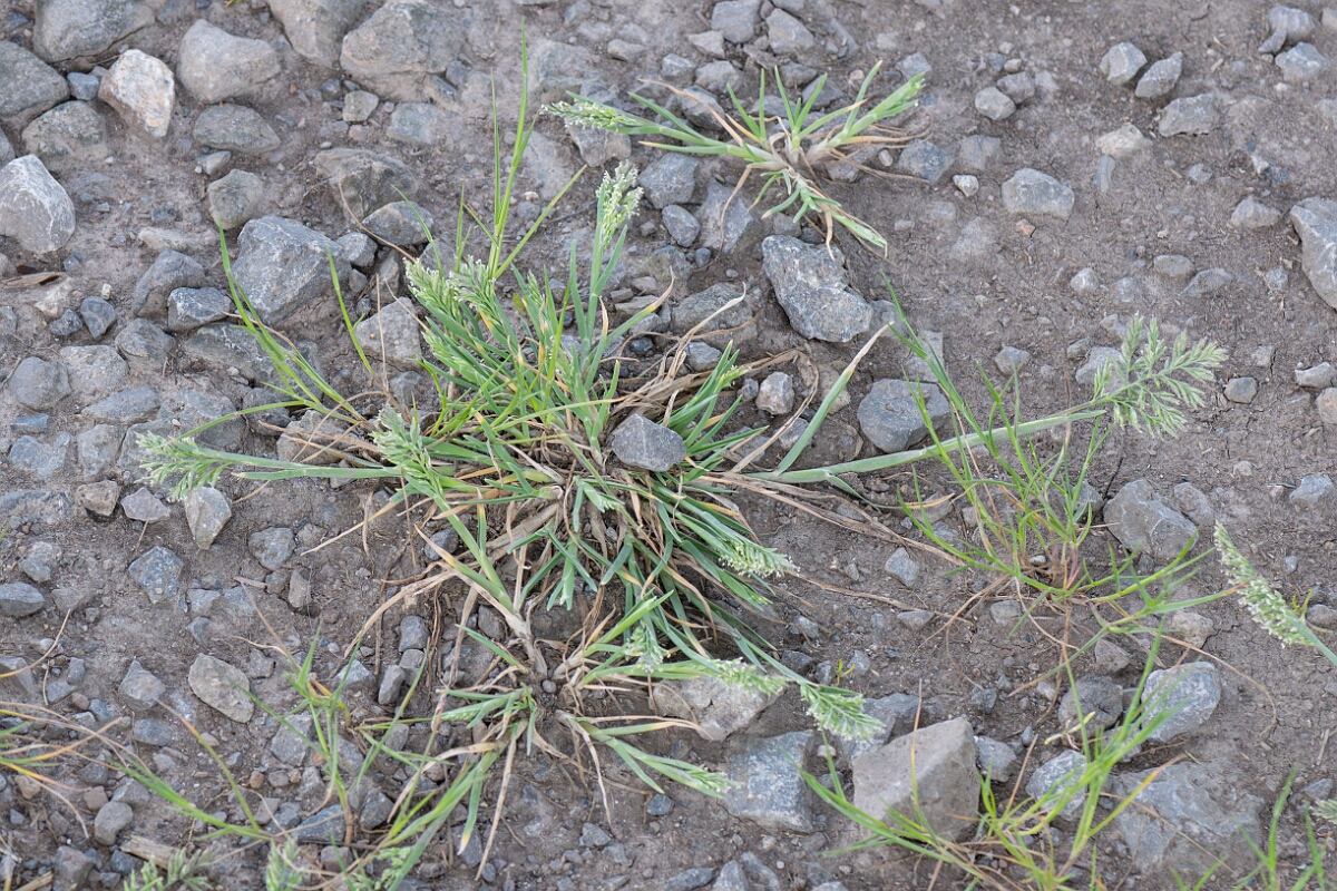 David Plant Photography - Wildlife Photography - Stiff saltmarsh-grass - D.jpg - Stiff saltmarsh-grass, Puccinellia rupestris, plant - North Somerset