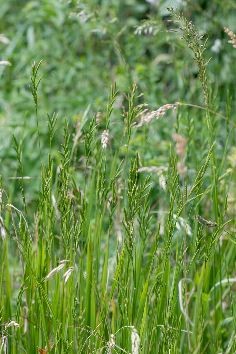 David Plant Photography - Wildlife Photography - Tor grass - B.jpg - Tor grass, Brachypodium rupestre, plant - Gloucestershire