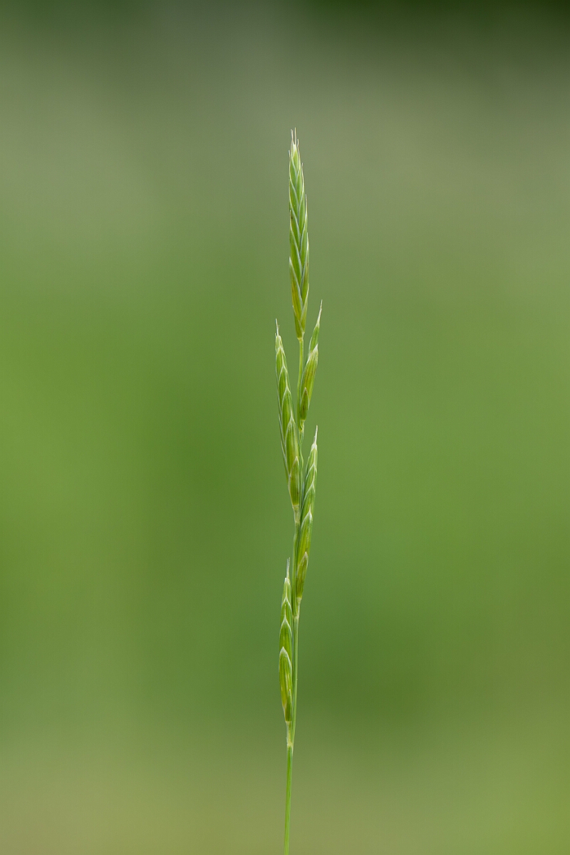 David Plant Photography - Wildlife Photography - Tor grass - C.jpg - Tor grass, Brachypodium rupestre, panicle - Gloucestershire