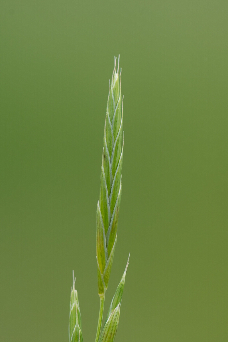 David Plant Photography - Wildlife Photography - Tor grass - D.jpg - Tor grass, Brachypodium rupestre, spikelet - Gloucestershire