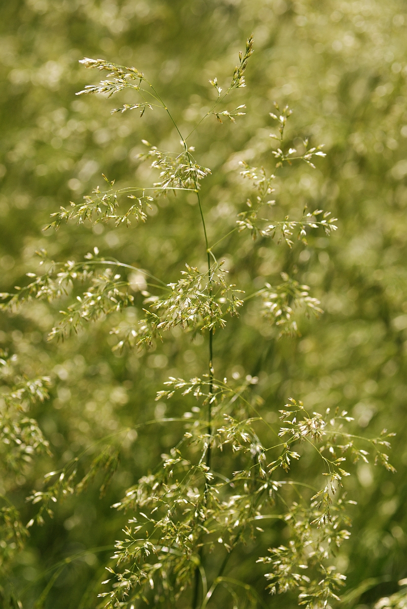 David Plant Photography - Wildlife Photography - Tufted hair-grass - A.jpg - Tufted hair-grass - Cotswolds