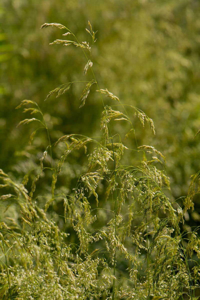 David Plant Photography - Wildlife Photography - Tufted hair-grass - C.jpg - Tufted hair-grass - Cotswolds