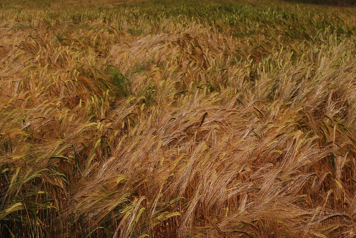 David Plant Photography - Wildlife Photography - Two-rowed barley - A.JPG - Two-rowed barley - Warwickshire