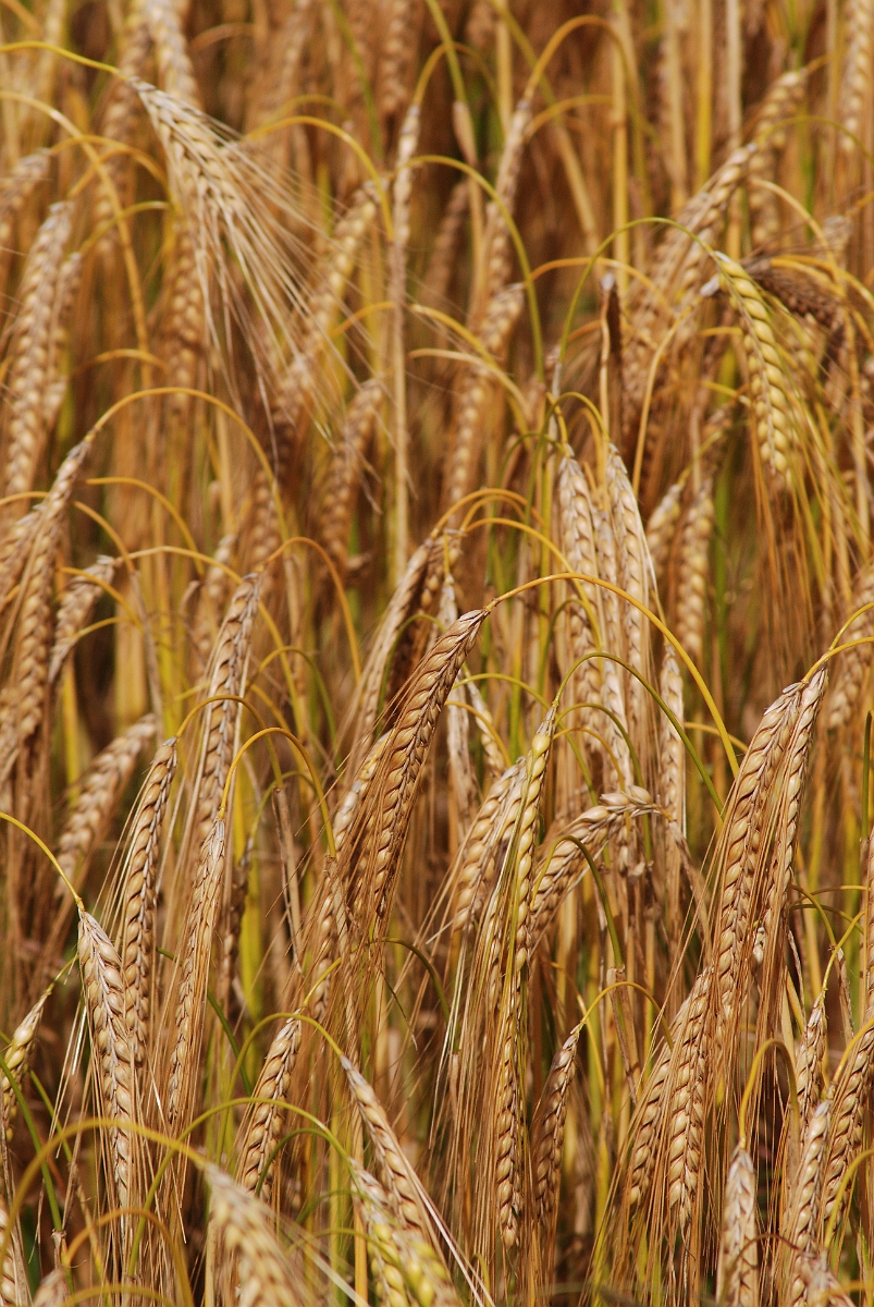 David Plant Photography - Wildlife Photography - Two-rowed barley - B.JPG - Two-rowed barley panicles - Warwickshire