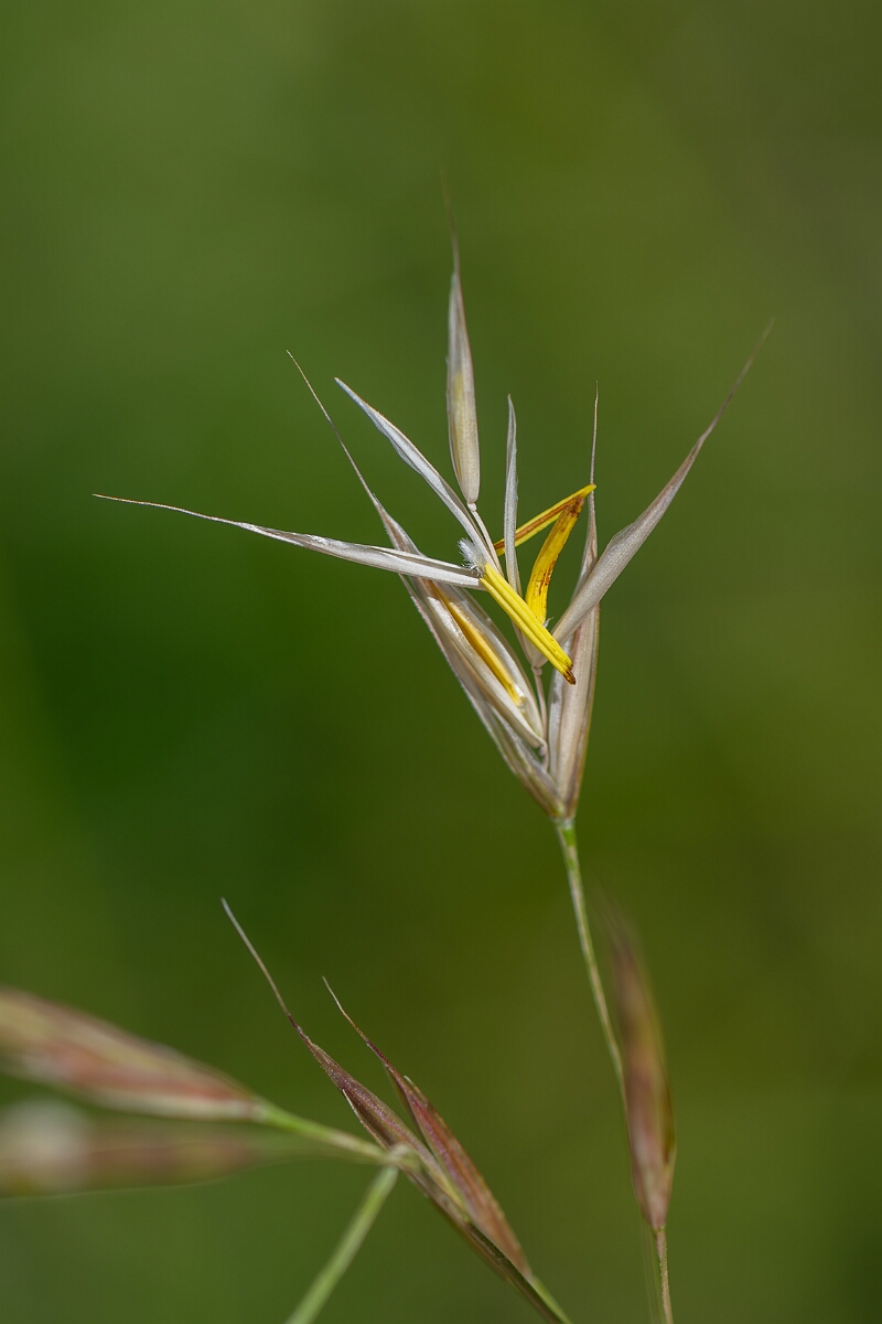 David Plant Photography - Wildlife Photography - Upright brome - B.jpg - Upright brome, Bromopsis erecta, spikelet - Wiltshire