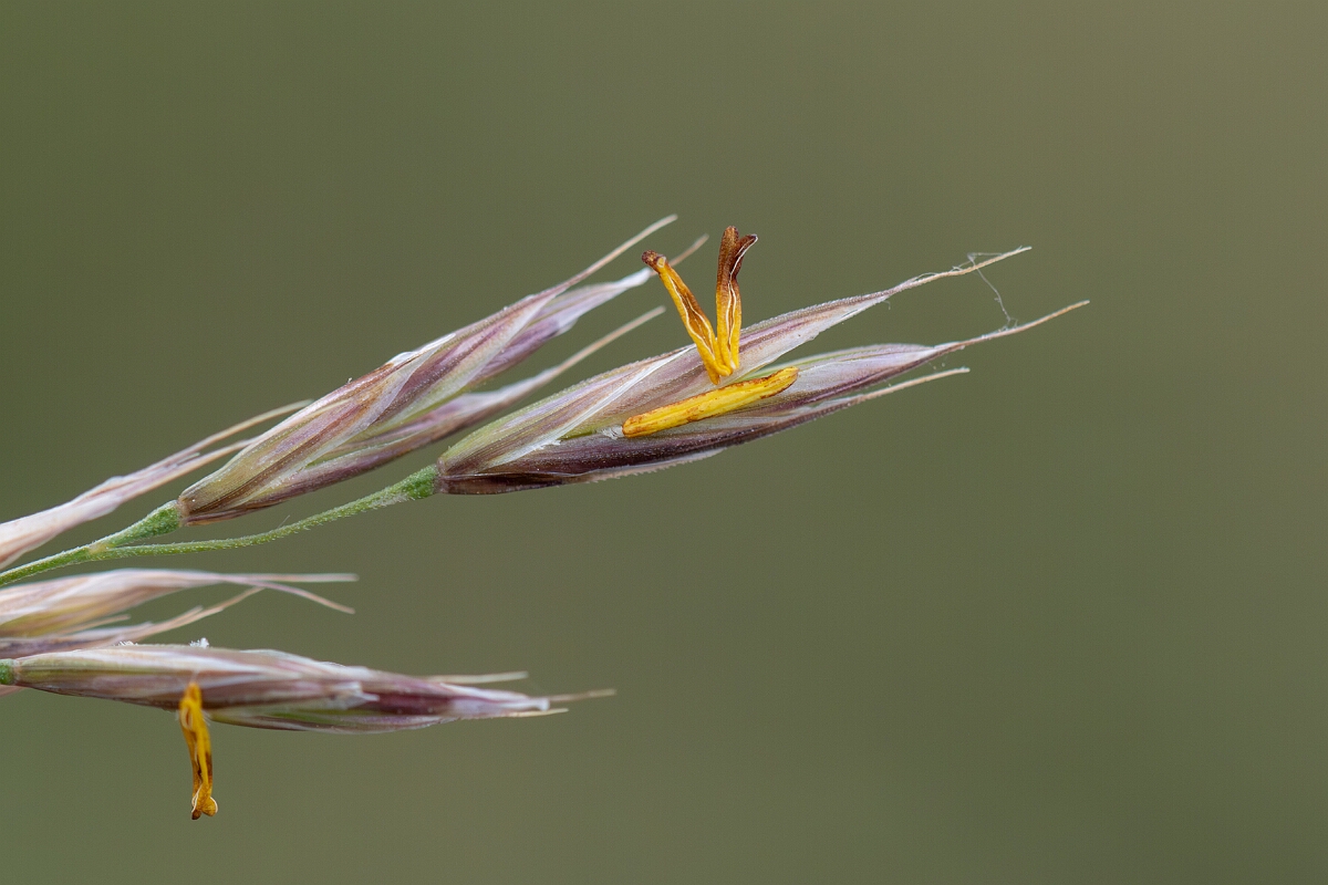 David Plant Photography - Wildlife Photography - Upright brome - C.jpg - Upright brome, Bromopsis erecta, spikelet - Somerset