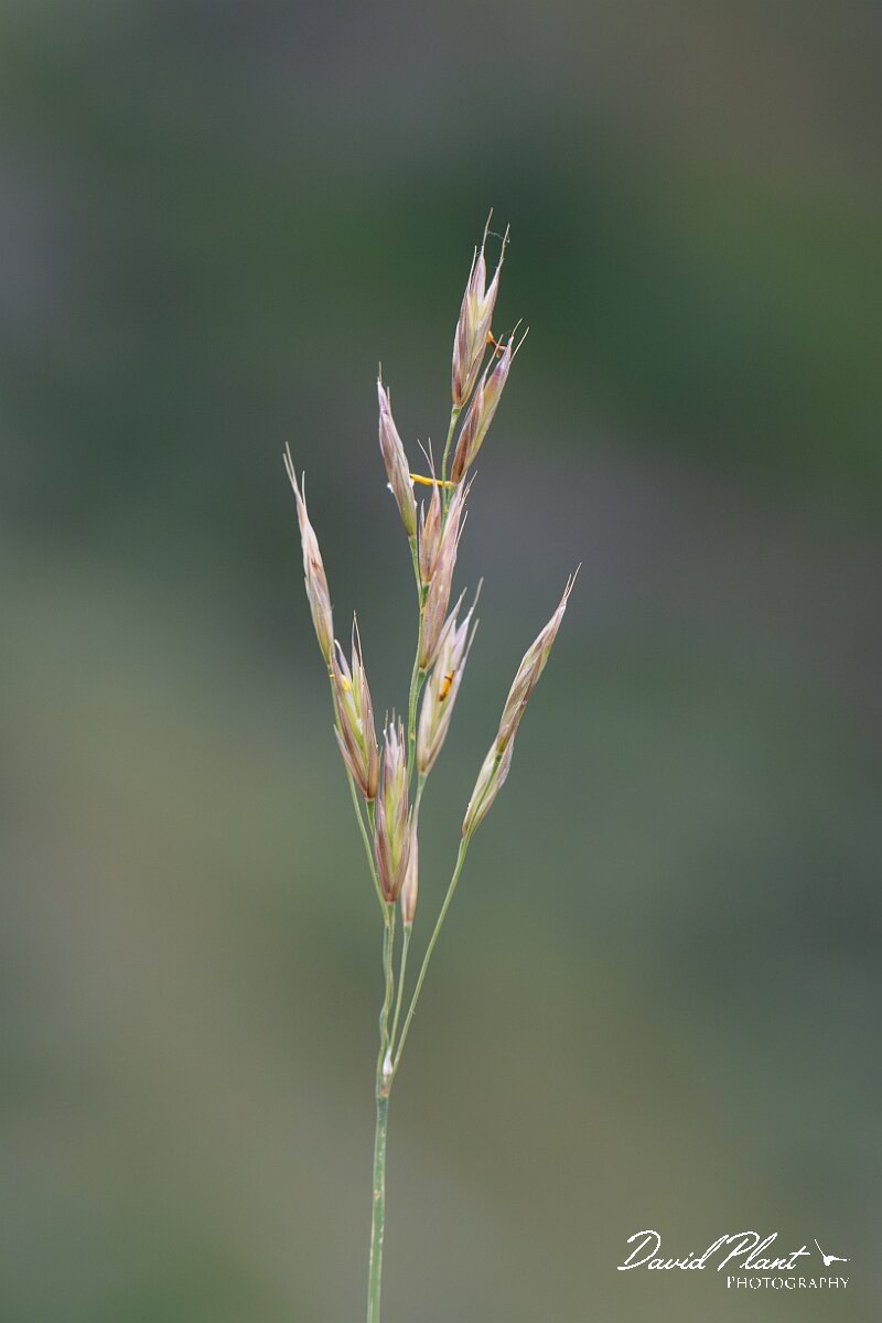 David Plant Photography - Wildlife Photography - Upright brome - D.jpg - Upright brome, Bromopsis erecta, panicle - Somerset