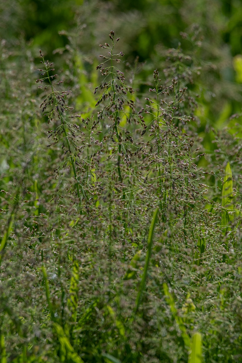 David Plant Photography - Wildlife Photography - Water whorl-grass - A.jpg - Whorl grass - Norfolk
