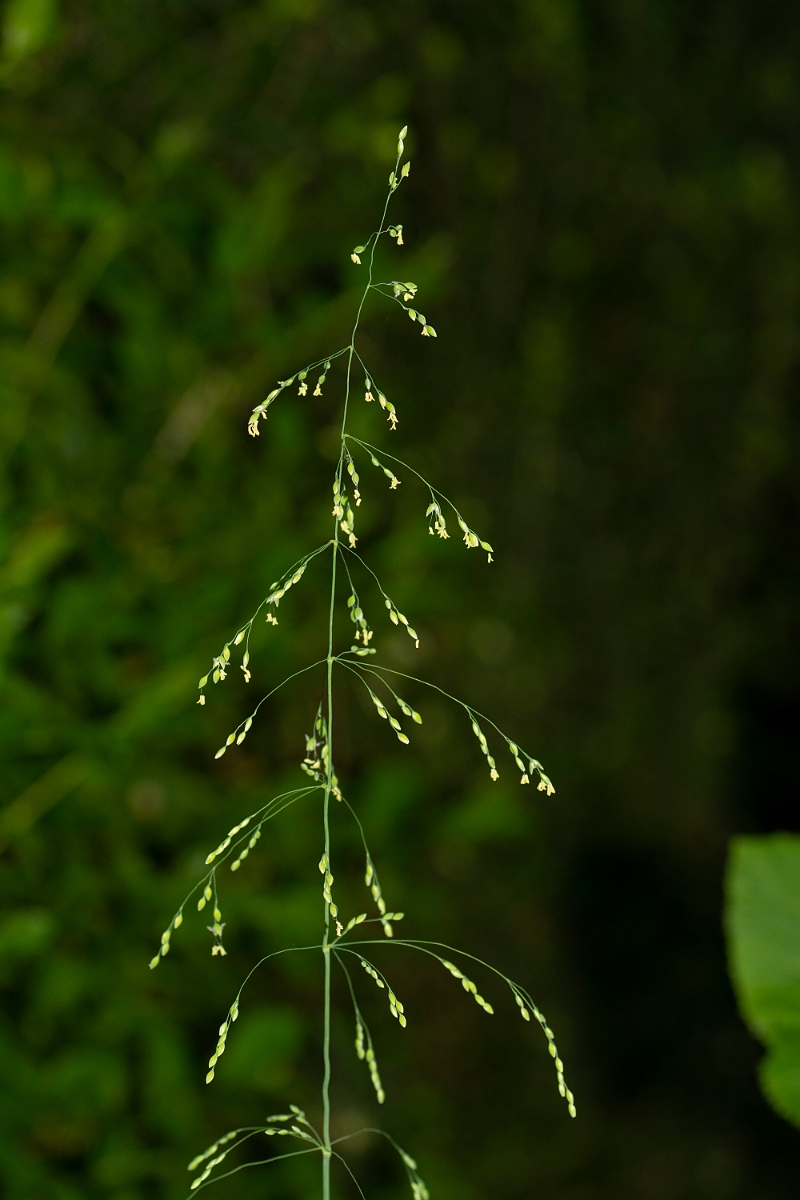 David Plant Photography - Wildlife Photography - Wood millet - A.jpg - Wood millet - Cotswolds