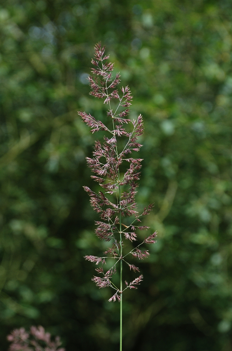 David Plant Photography - Wildlife Photography - Wood small-reed - A.jpg - Wood small-reed panicle - Norfolk