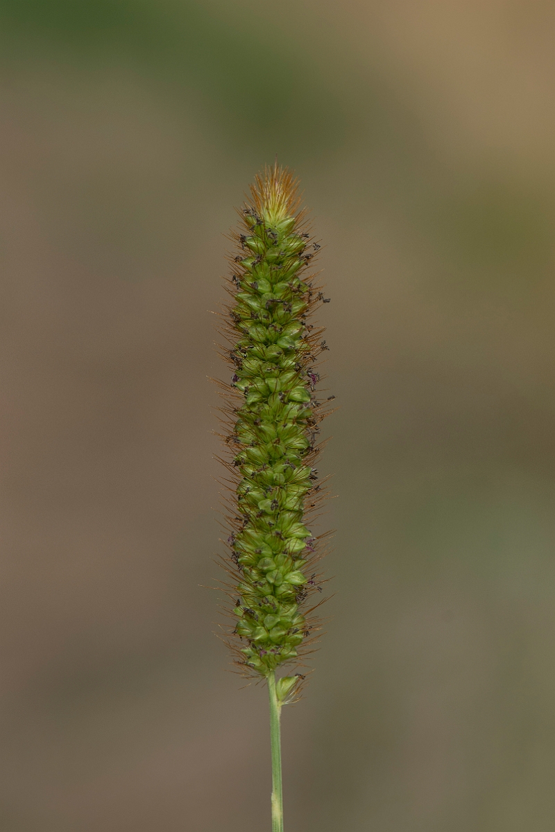 David Plant Photography - Wildlife Photography - Yellow bristle-grass - C.JPG - Yellow bristle-grass - Lincolnshire