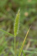 David Plant Photography - Wildlife Photography - Annual beardgrass - A