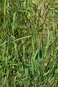 David Plant Photography - Wildlife Photography - Awned canary-grass - A