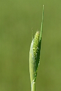 David Plant Photography - Wildlife Photography - Awned canary-grass - B