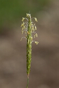 David Plant Photography - Wildlife Photography - Black grass - A