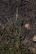 David Plant Photography - Wildlife Photography - Borrer's saltmarsh-grass - A