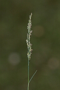 David Plant Photography - Wildlife Photography - Borrer's saltmarsh-grass - D