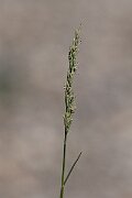 David Plant Photography - Wildlife Photography - Borrer's saltmarsh-grass - F
