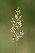 David Plant Photography - Wildlife Photography - Bristle bent - C