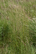 David Plant Photography - Wildlife Photography - Bulbous canary-grass - A