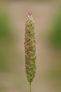 David Plant Photography - Wildlife Photography - Bulbous canary-grass - B