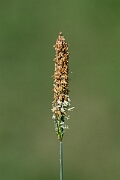 David Plant Photography - Wildlife Photography - Bulbous foxtail - C