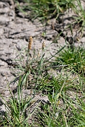 David Plant Photography - Wildlife Photography - Bulbous foxtail - D