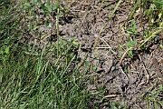 David Plant Photography - Wildlife Photography - Bulbous foxtail - E