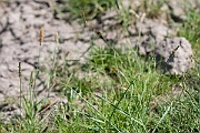 David Plant Photography - Wildlife Photography - Bulbous foxtail - F