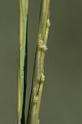 David Plant Photography - Wildlife Photography - Common cord-grass - E