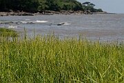 David Plant Photography - Wildlife Photography - Common cord-grass - F