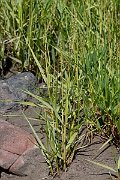 David Plant Photography - Wildlife Photography - Common cord-grass - G