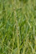 David Plant Photography - Wildlife Photography - Common cord-grass - H