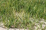 David Plant Photography - Wildlife Photography - Common cord-grass - I