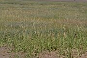 David Plant Photography - Wildlife Photography - Common cord-grass - J