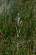 David Plant Photography - Wildlife Photography - Common saltmarsh-grass - A